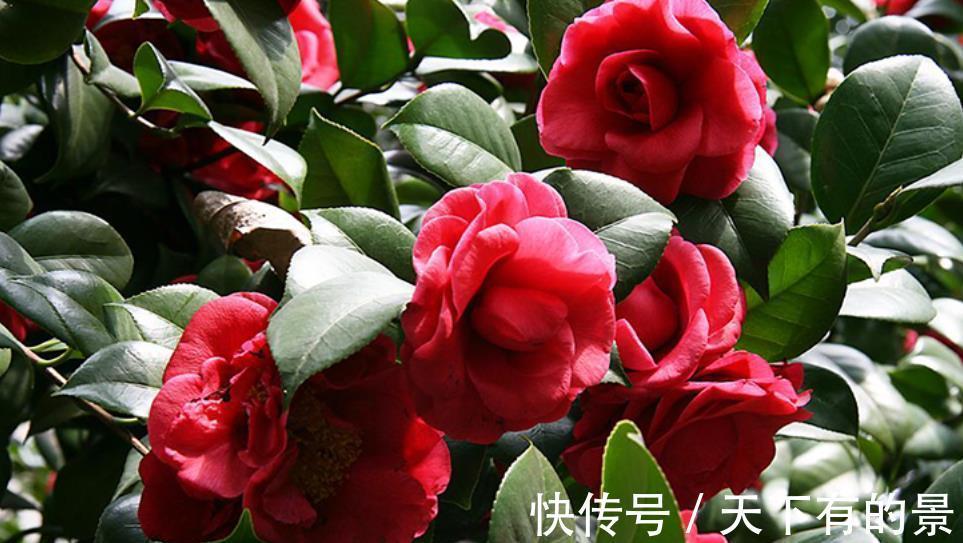 茉莉花|家里养4种花,赶紧喂点大补肥,30天开出一片花海