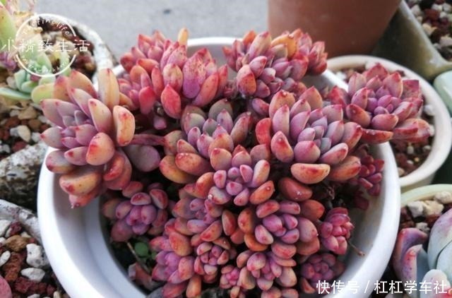 肉友们|养多肉要会控水,注意6点,1个小技巧,肉肉不用施肥也很胖!