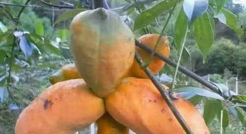  减肥|人到中年想长寿，三种食物要多吃，减肥瘦身、排毒养颜，不妨一试