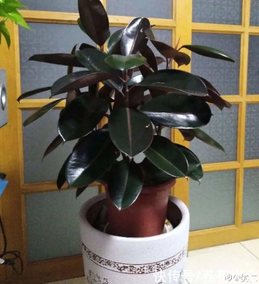 橡皮树|养花就怕乱浇水,越浇死得越快,赶紧住手