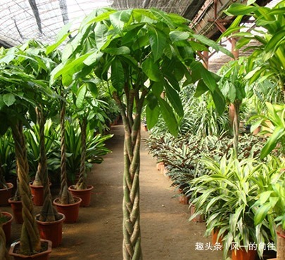 有钱人在客厅都喜欢养这三种绿植，既招财又能接好运，吸甲醛一流