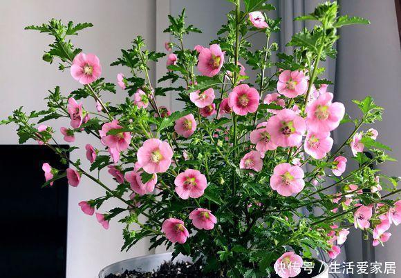 花生壳|家家都有的垃圾,用来养花,不黄叶、不烂根,啥花都喜欢