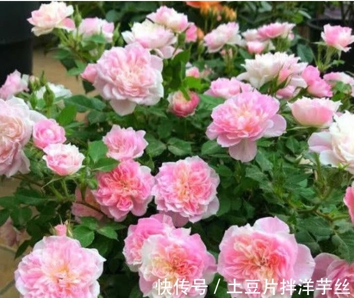 这些植物不怕水，浇水越多越旺，花叶长满盆，花开绚丽多彩