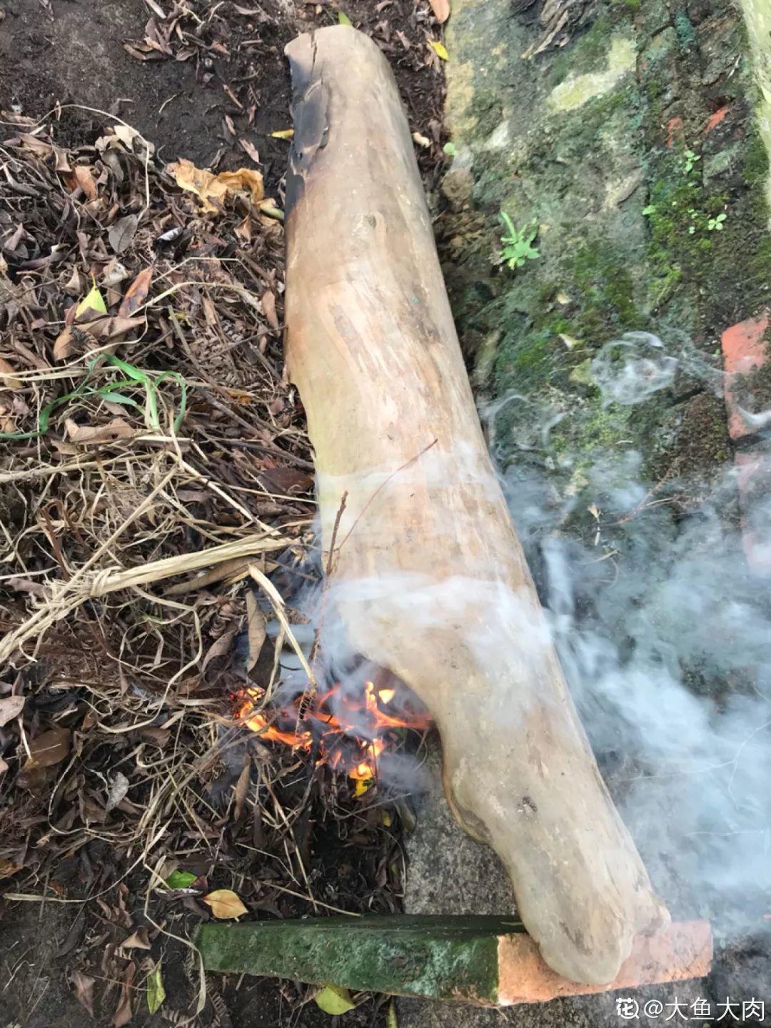 山上捡个大树桩,火烤一遍种多肉,3天服盆1年变老桩!