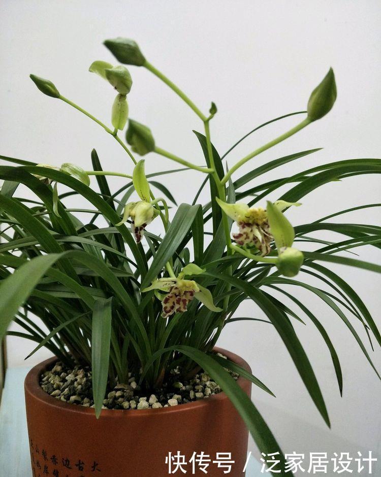 几款花卉养在家里,花色繁多易爆盆,娇艳欲滴