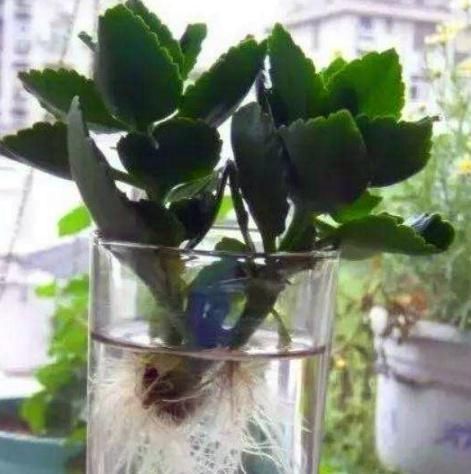 这“3种花”最好扦插,“掰枝条”插土里就能活,花友看了都羡慕