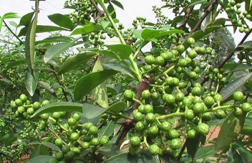  古人|看到四道寨墙的山寨，防御工事做得如此完备，感受古人的聪明才智