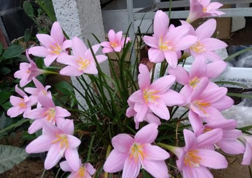 花友会|磷酸二氢钾养花虽好,但“4个阶段”不适用,别再弄错了