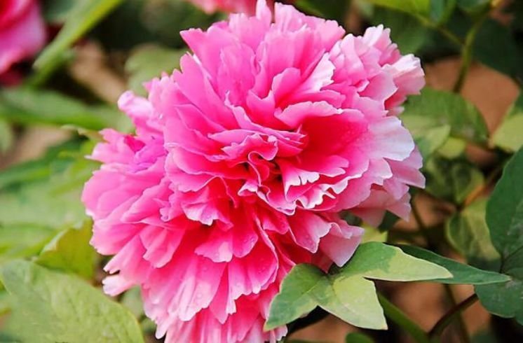 此款花草适合新手养殖,花姿妖娆,四季繁花似锦,美