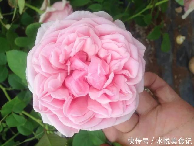 22种最漂亮的月季,一次能开300天,满屋飘香开花多