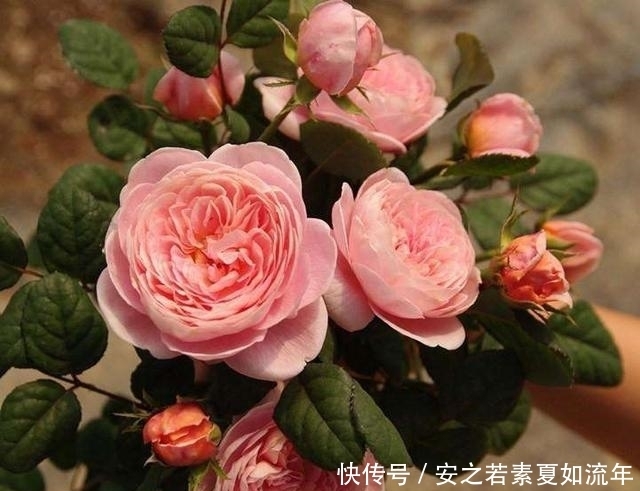 花卉|最迷人的月季花,花色娇嫩,花朵较大,是难得的盆栽花卉品种