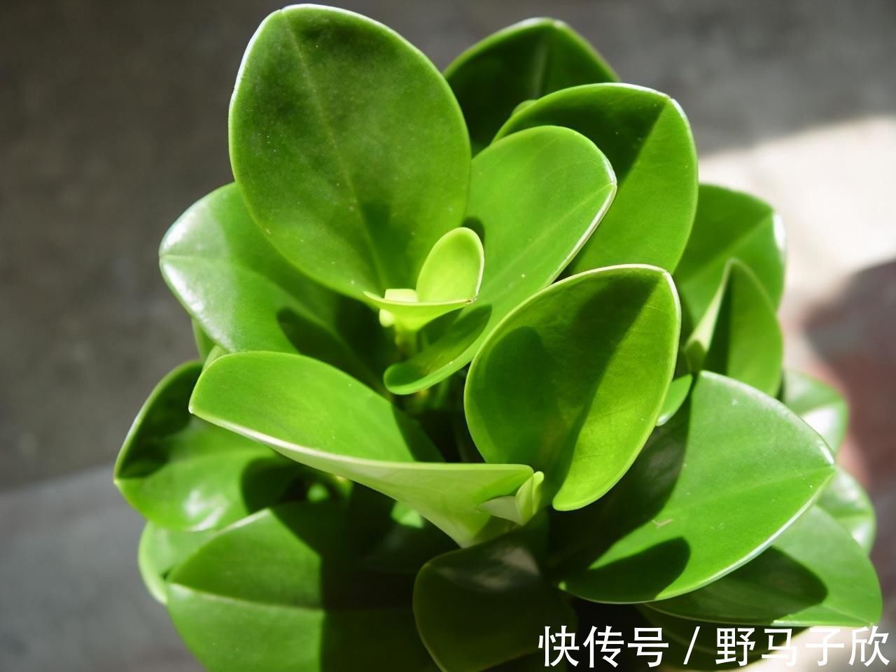 一叶兰|给家里选择“5种”耐荫花,养10年都翠绿、茂密,太省心了
