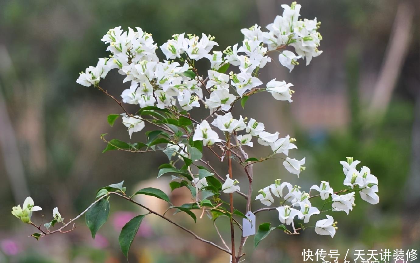 三角梅不耐冻,三个“小动作”,韧性足猛抽穗,绽放层叠群花