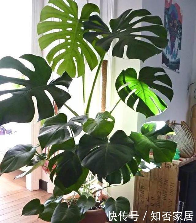 适合客厅养的4种大型花，个个寓意好，养好家人身体健康