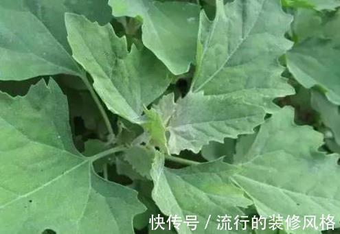 养肝护肝|女性不想大肚腩，水桶腰，养肝是基础，3种野菜，养肝护肝保健康