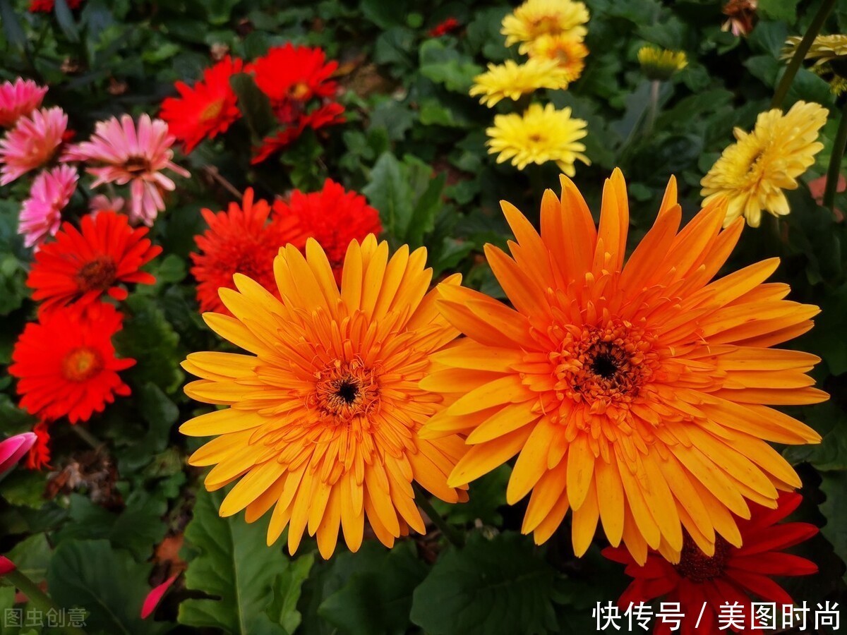 庭院设计:"私家花园"就该这样装,效果极好,总有一款能打动你