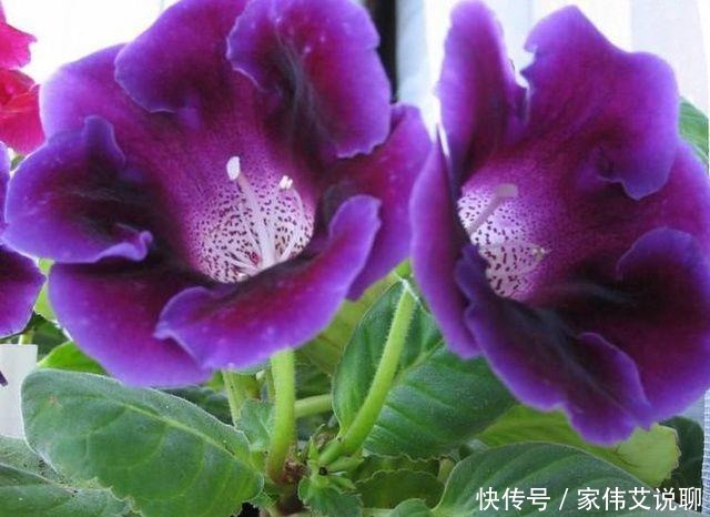 虎刺梅|看一眼就想买回家的花, 好看又好养, 看看它们都是谁!