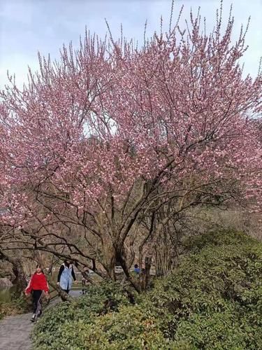 中薪|樱花、海棠、油菜花......到这些地方来边品美食边赏花