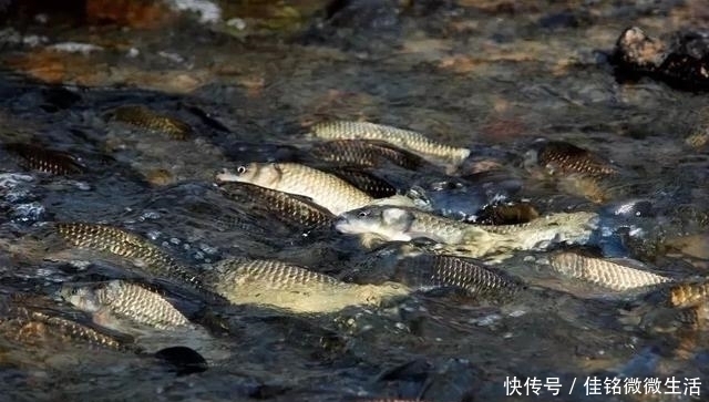 钓鱼|连日大雨，钓鱼会爆护吗涨水时去野钓，结果如何