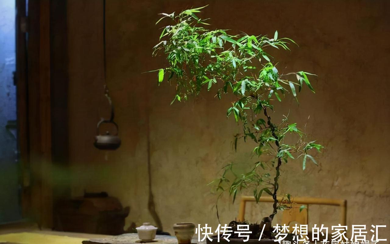 没有院子也能养好竹子,这几种竹子可以做成盆景养在室内