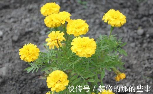 阳台|从8月13日开始，家养此款花卉，四季都有花开，阳台变花海