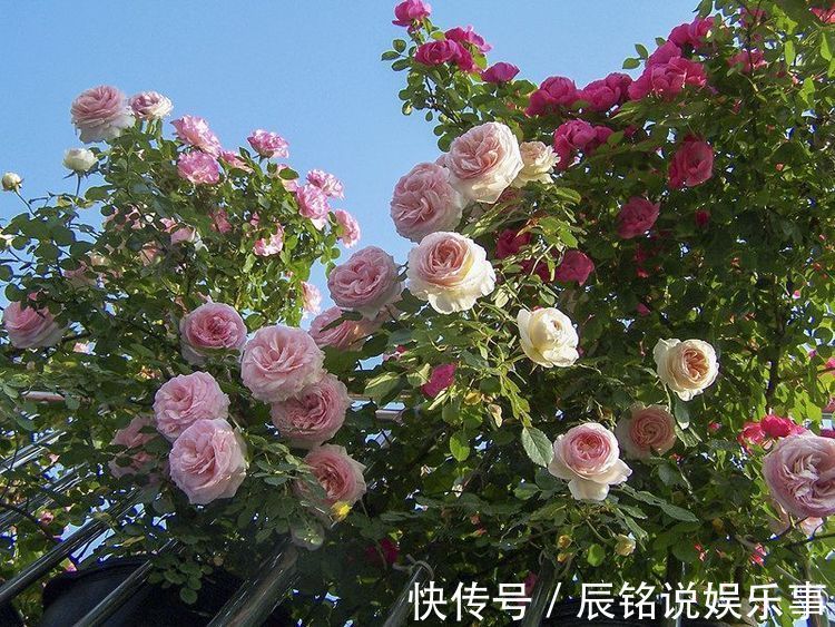 喜欢菊花不妨试试“高档名菊”洹水紫桂,似克拉钻戒,高贵艳丽!
