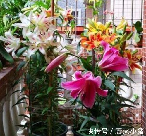 养花就养4种花，好养易活花量大，日子红火财运滚滚，好看极了