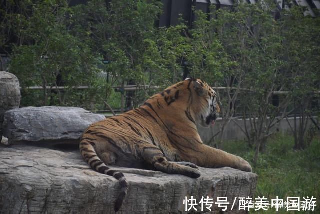 老少皆宜|有些人，即使成年也会怀揣着一颗童心，难怪这里热度持续不减