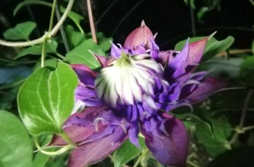 代表它|超美艳的3种花,四季都开花,花量超级多,适合做花墙