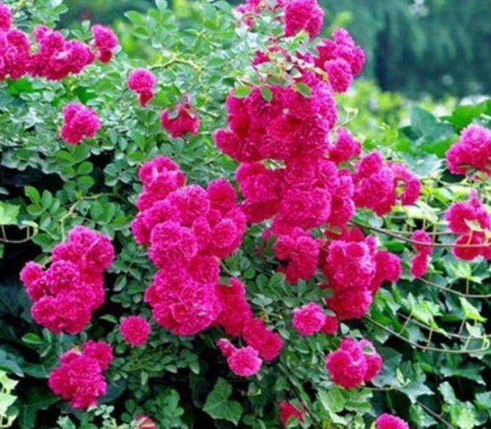 4种花一养就养爆，开花不断，花朵多又艳，直接变成小花园