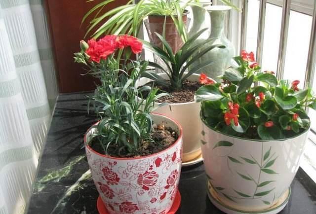 家里有小孩不要养这种花,全身都有毒,别怪我没提醒你