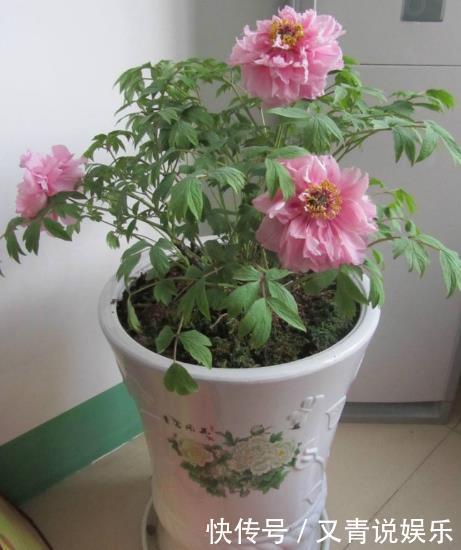 高手养牡丹,却能盆盆养得又大又美,原来是掌握了“4个套路”