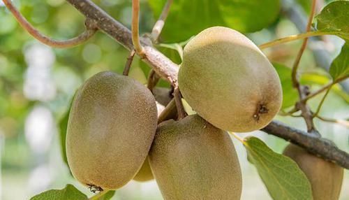 胃溃疡|你为什么会得胃癌跟3种水果有关,第一种你可能天天都在吃