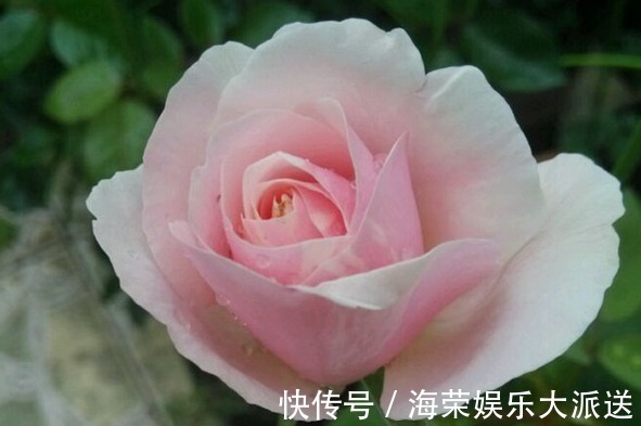 “珍稀玫瑰”幻彩,淡淡的茶香味,花色艳丽,可以说是养花必备