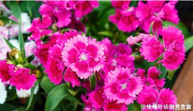 4种花养在家,一整年都有好运气,养上一盆四季欣赏,好活还不贵