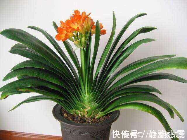 浇水|君子兰是“懒汉”，要懒养，不黄叶不烂根，年年开花多，美呆了