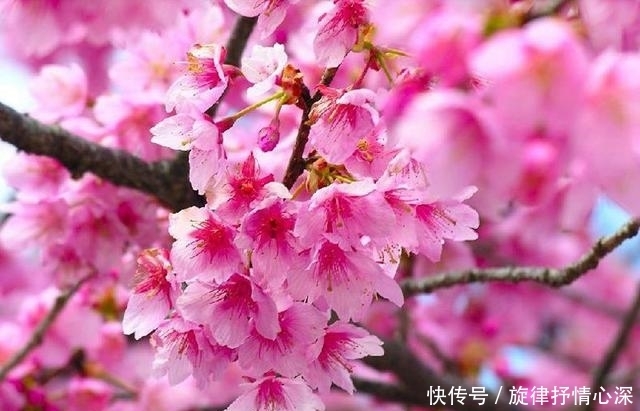 美到窒息的樱花盆景，养上一盆后，可以在自己家阳台看花开花落！