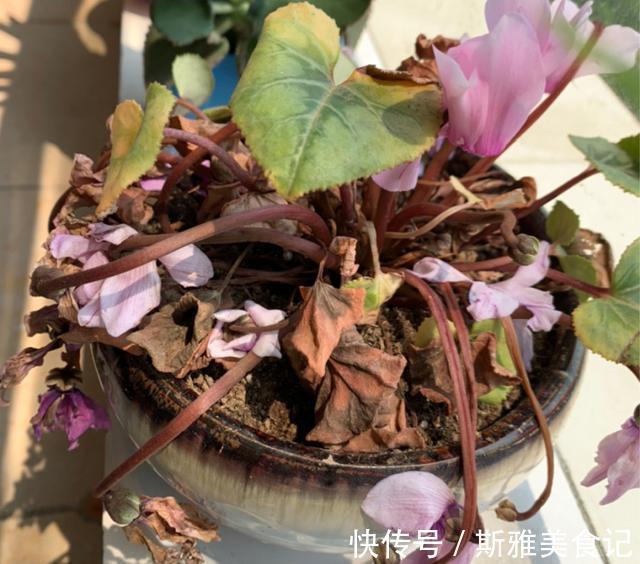 种花|9种花,天热会“假死”,千万别丢了,秋天就苏醒