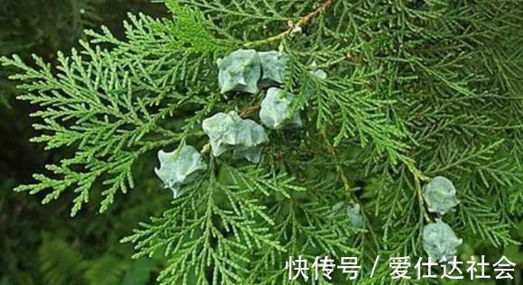 叶子|白发爬满头很难看,莫慌!常用此叶子洗头,白发变黑发,早知早好
