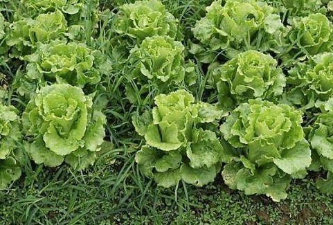 排毒养颜|夏季多吃3种食物，补血益气，提高免疫力，好处多多！