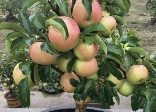 火龙果|胡大妈在家种“果树”，6个月长成“小盆景”，3年结出20个果，值