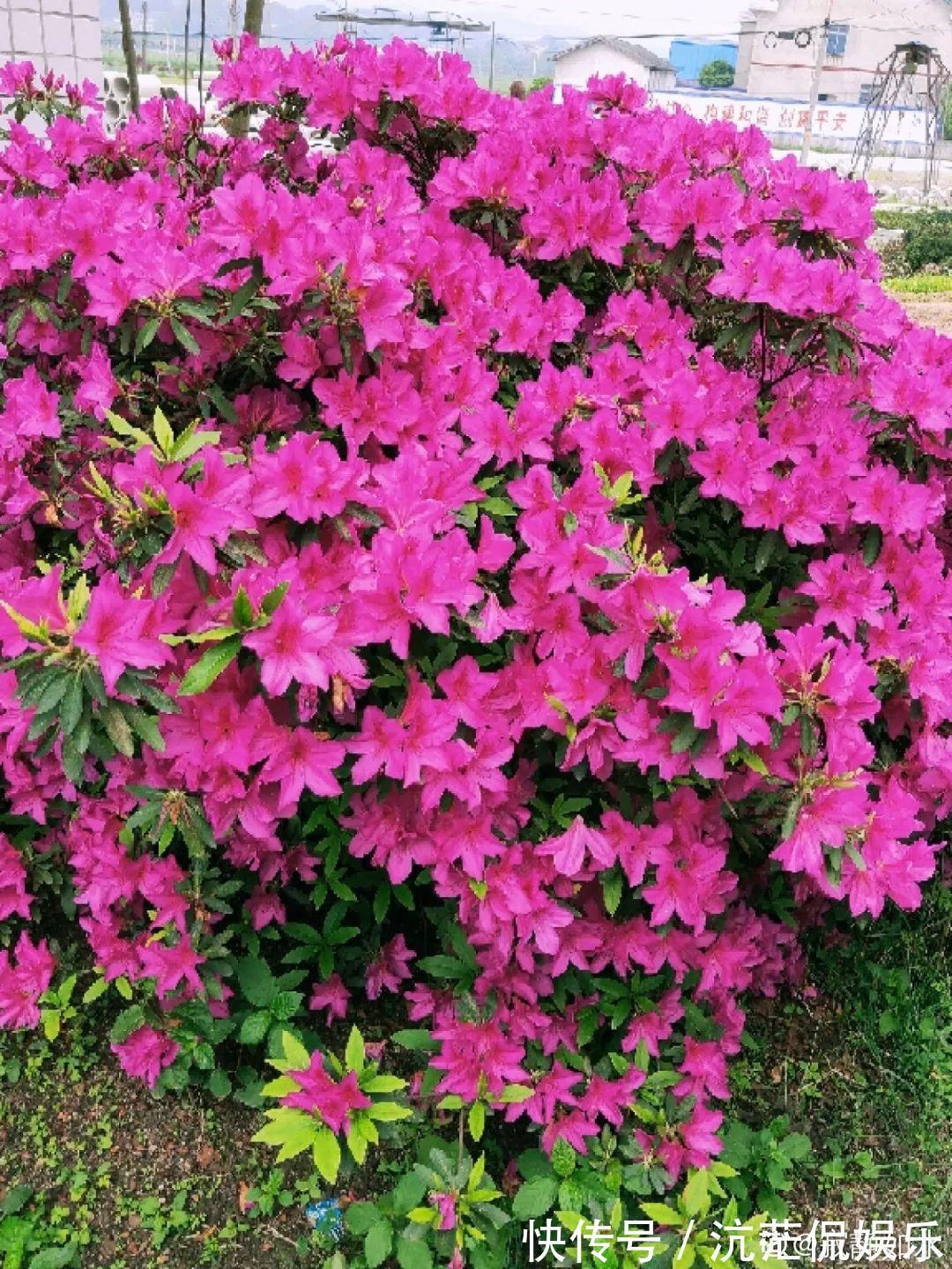 大岩桐|君子兰千万别喷水，一喷水就烂叶，3天就要死翘翘！