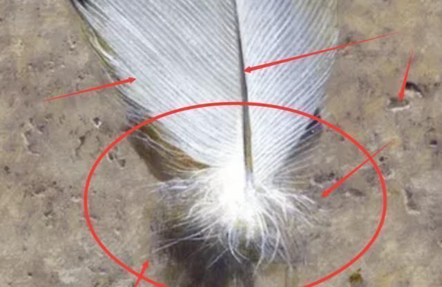 冷军|他画了根羽毛参加比赛,评委说他造假,放大十倍后,全都安静了