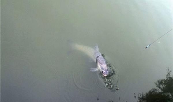 钓法|自然水域野钓大鱼,用了这些招数,效果出奇的好,大鱼连竿上