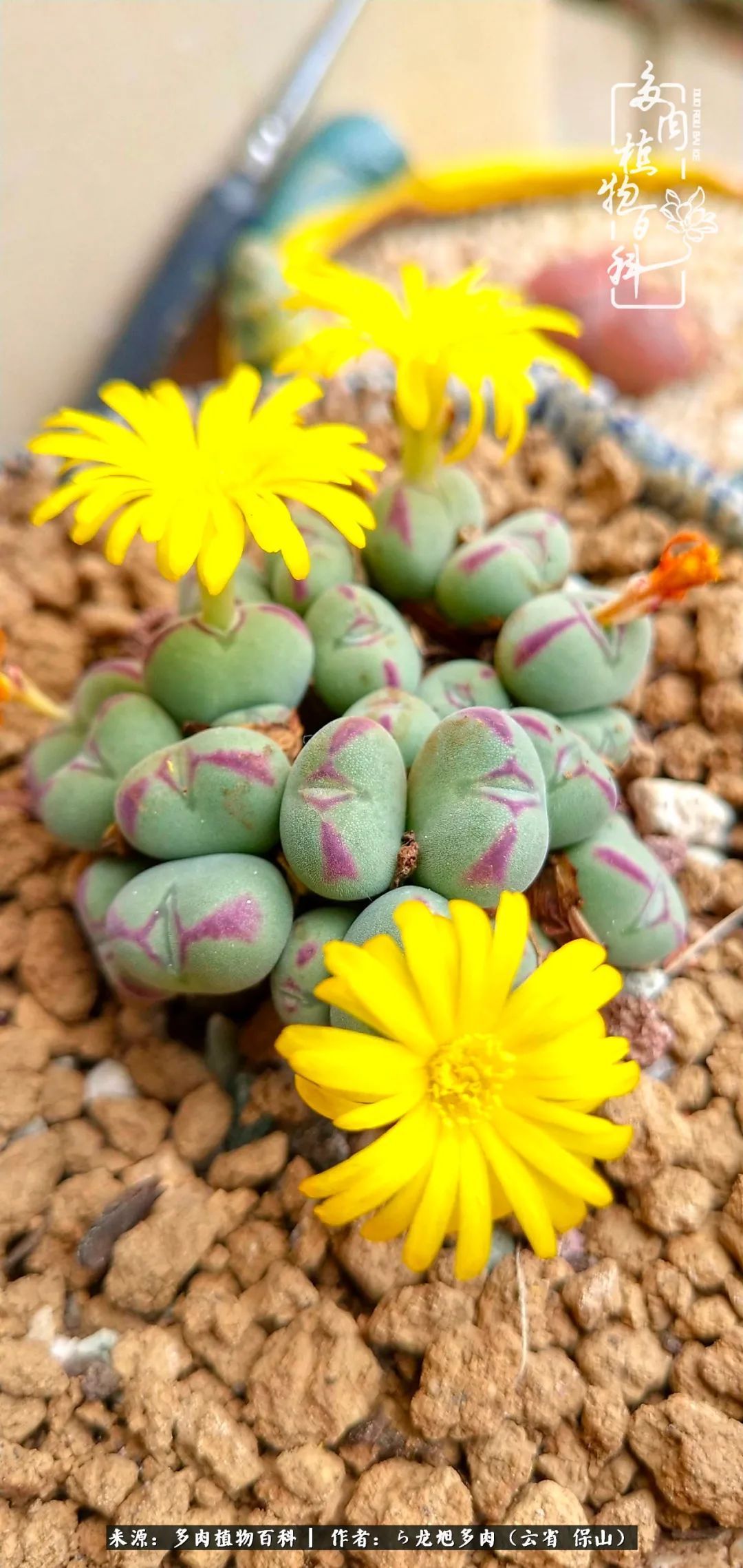 叶片|美了，美了！当秋天的风吹向你我的多肉！