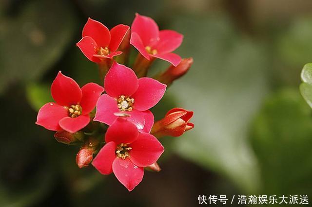 修剪|家有长寿花，还没“修剪”小心晚了时间，秋天不开花！