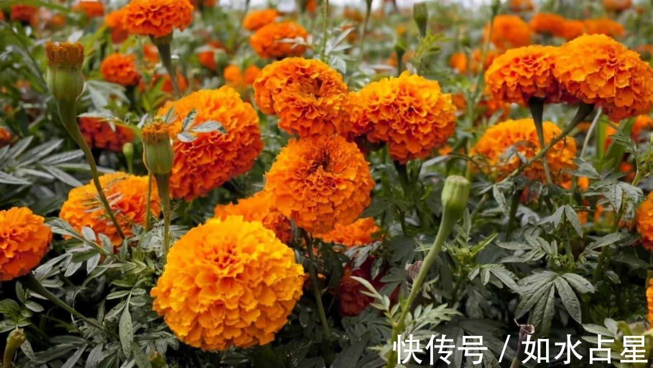 天蝎座|天蝎座真心爱过一个人,难以隐藏的表现是什么?