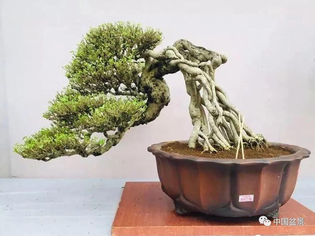  制作|盆景制作中的气、势、神、韵如何表现！静态和动态相结合是精髓