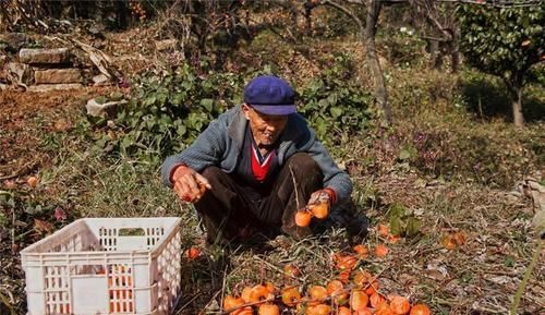 种植3千多年，人称“铁杆庄稼”，如今却没落为低价水果