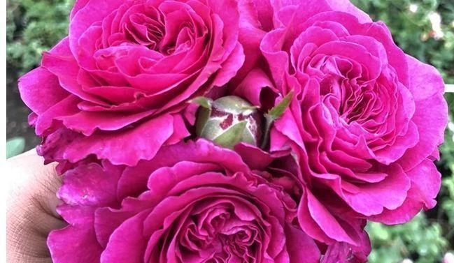 喜欢玫瑰,不妨试试“高端玫瑰”女人香气,丰腴婀娜,花色艳丽